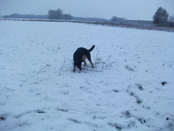 Schneegestöber - 