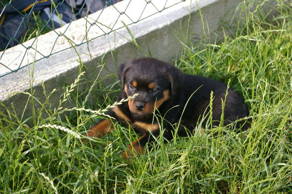 Rottweiler - 