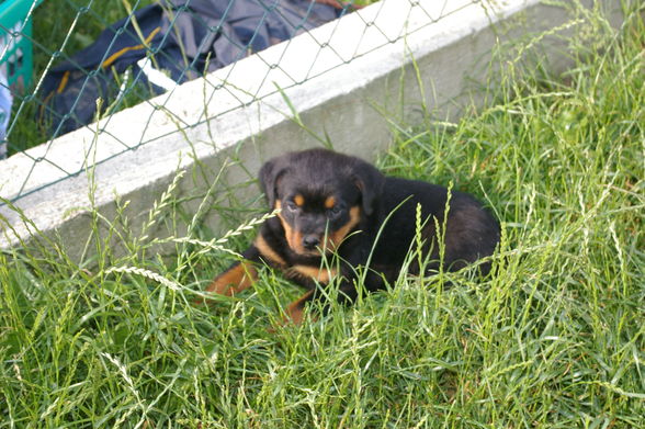 Rottweiler - 