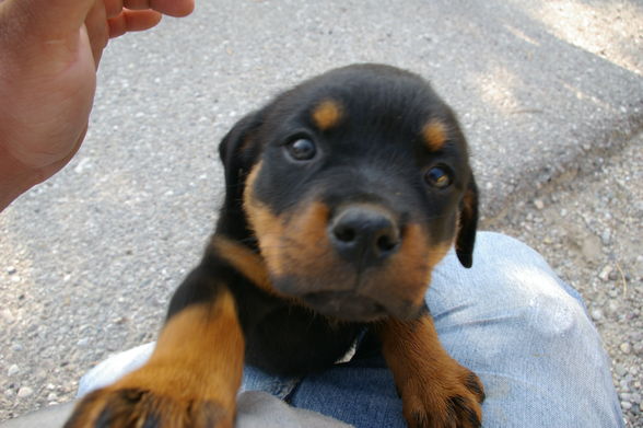 Rottweiler - 