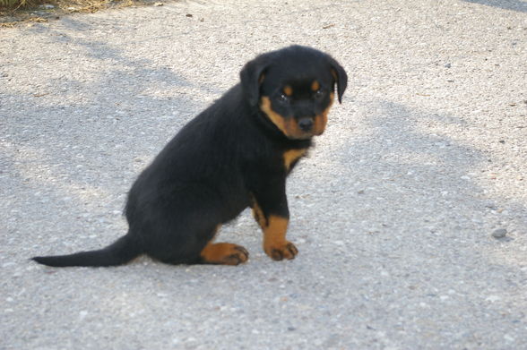 Rottweiler - 