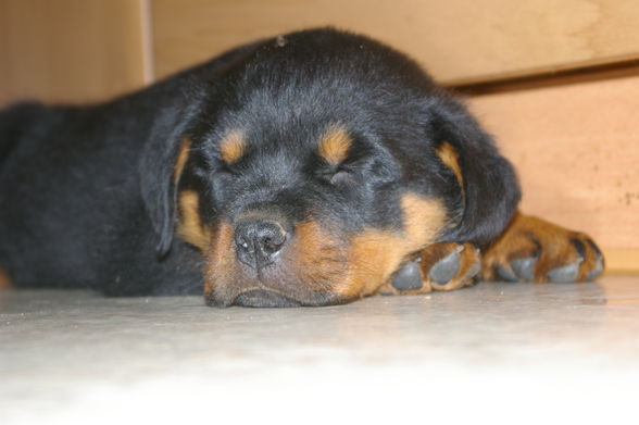 Rottweiler - 