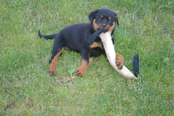 Rottweiler - 