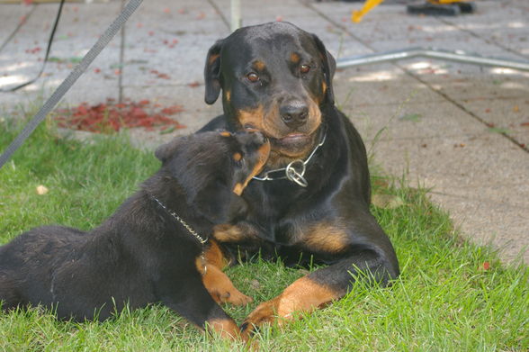 Rottweiler - 