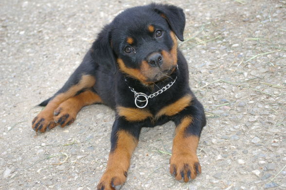 Rottweiler - 