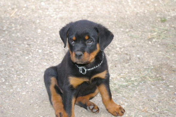 Rottweiler - 