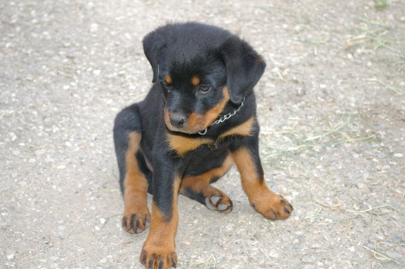 Rottweiler - 