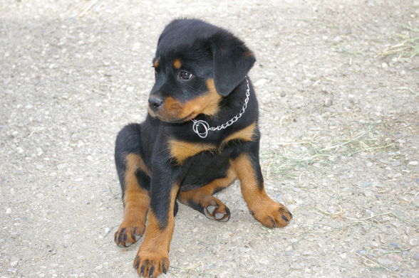 Rottweiler - 