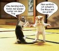 lustige tiere - 