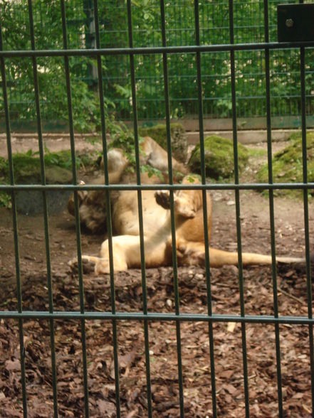 tiergarten haag - 