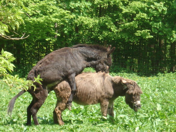 tiergarten haag - 