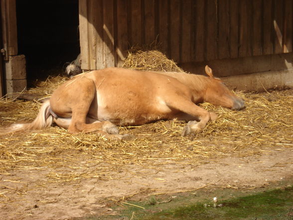 tiergarten haag - 