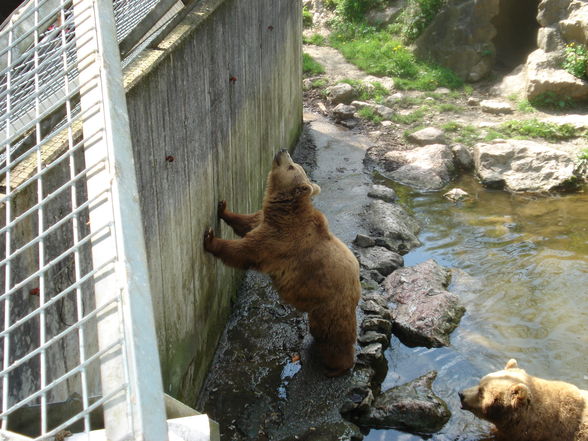 tiergarten haag - 