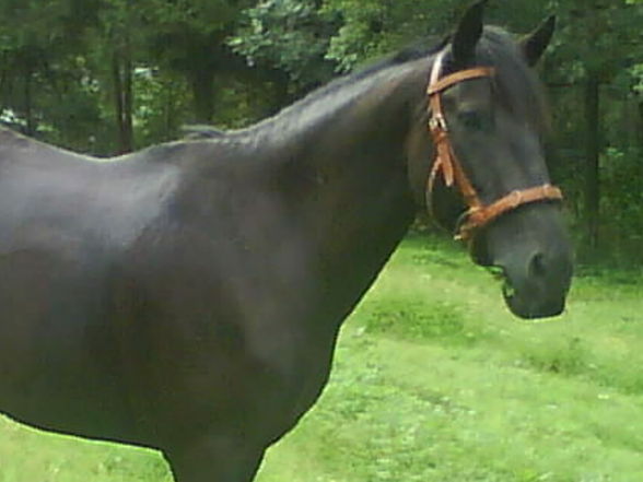 my horse - 