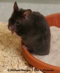 Hamsterbilder - 