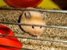 Hamsterbilder - 