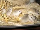 Hamsterbilder - 