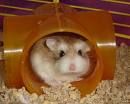 Hamsterbilder - 