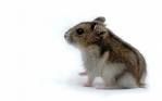 Hamsterbilder - 