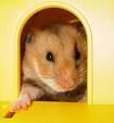 Hamsterbilder - 