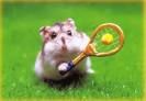 Hamsterbilder - 