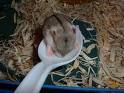 Hamsterbilder - 