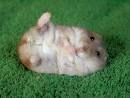 Hamsterbilder - 