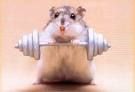 Hamsterbilder - 