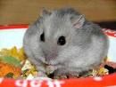 Hamsterbilder - 