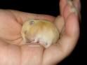 Hamsterbilder - 