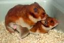 Hamsterbilder - 