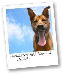 Lustige Tiere - 