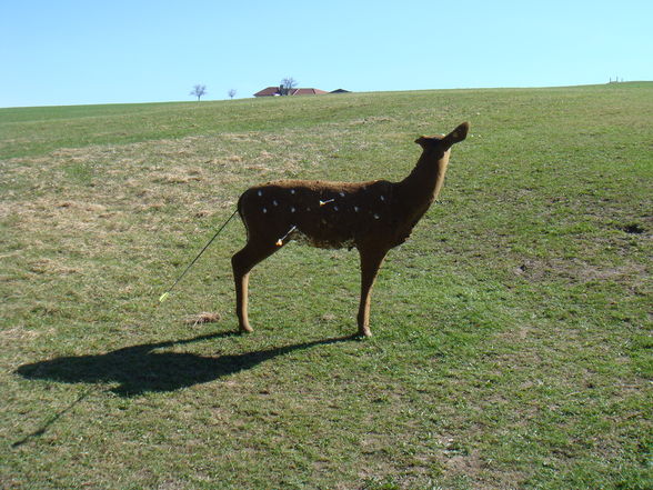 Bogenschießen im April 2009 - 