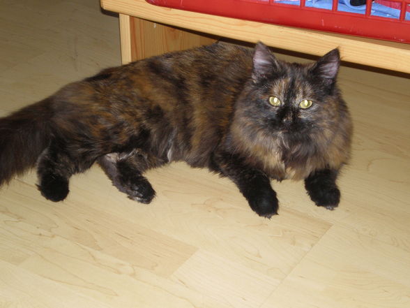 unsere Killerkatze - 