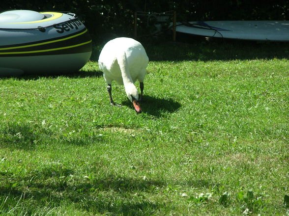 Urlaub in Kärnten - 