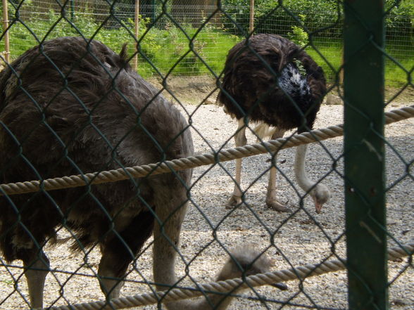 Pöstlingberg TiErGaRtEn - 