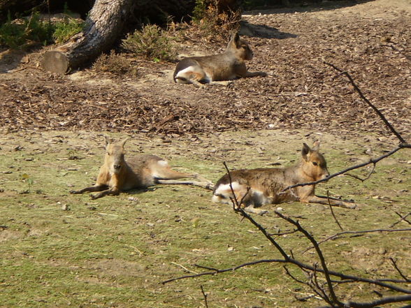 Pöstlingberg TiErGaRtEn - 