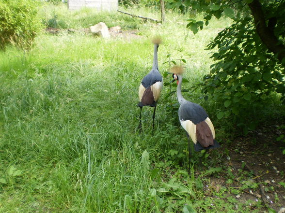 Pöstlingberg TiErGaRtEn - 