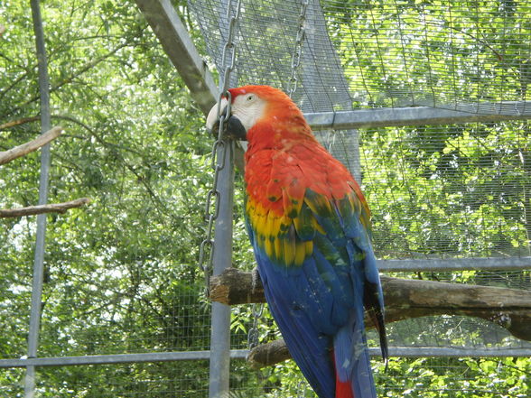 Pöstlingberg TiErGaRtEn - 