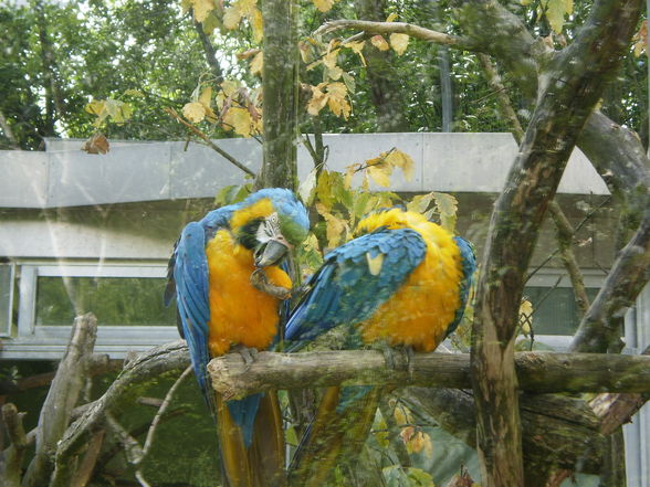 Pöstlingberg TiErGaRtEn - 