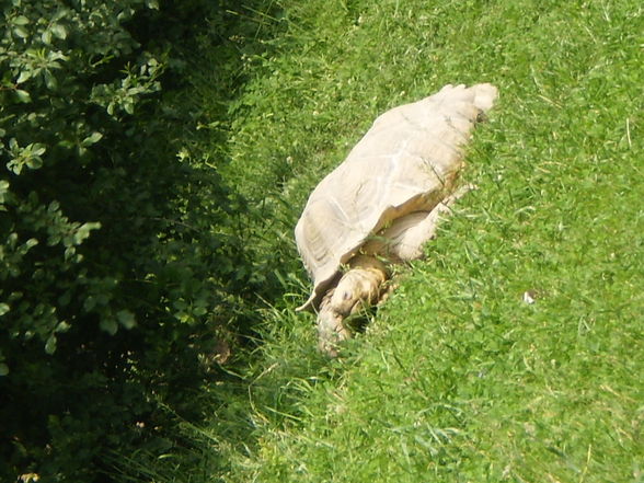 Pöstlingberg TiErGaRtEn - 