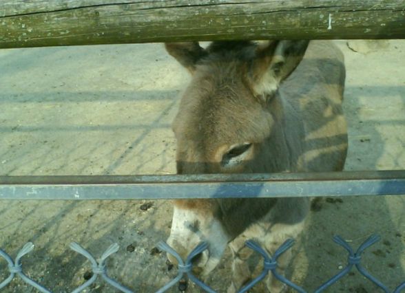 ein lustiger tag im tierpark - 