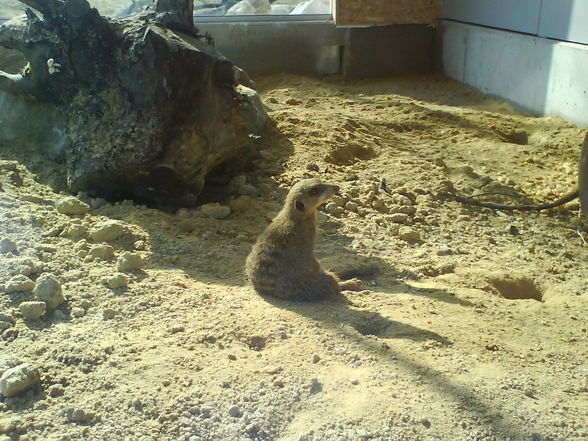 ein lustiger tag im tierpark - 