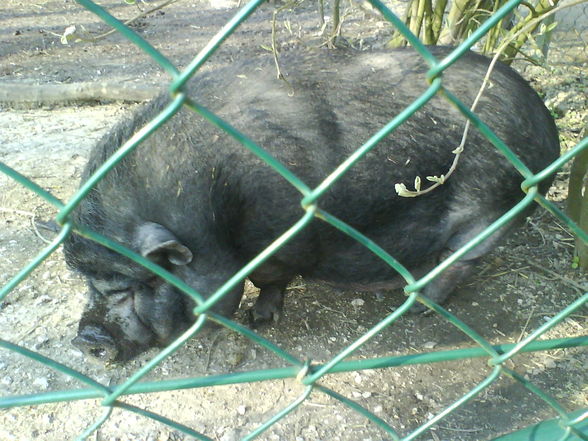 ein lustiger tag im tierpark - 