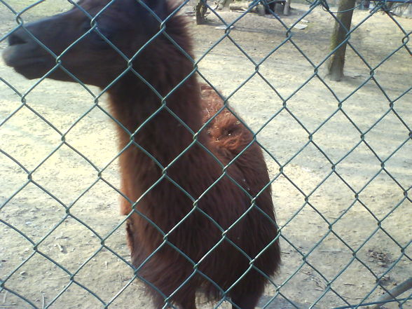 ein lustiger tag im tierpark - 