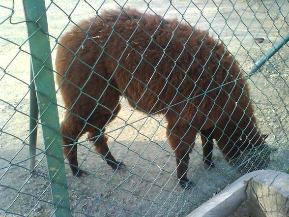 ein lustiger tag im tierpark - 