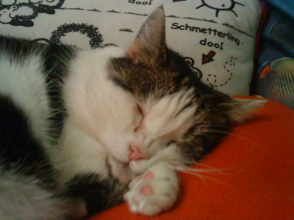 Mein Kater Felix :) - 