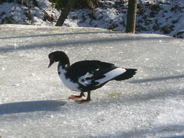 Meine Enten - 