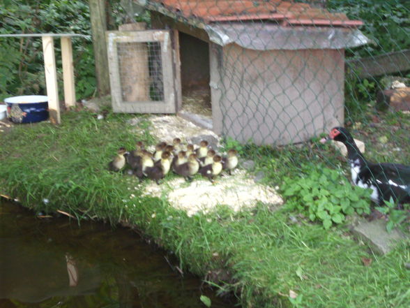 Meine Enten - 