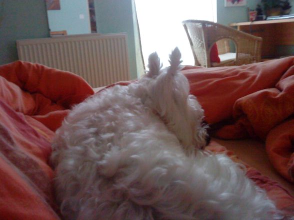 SO SwEaT HoNeY DoGy - 